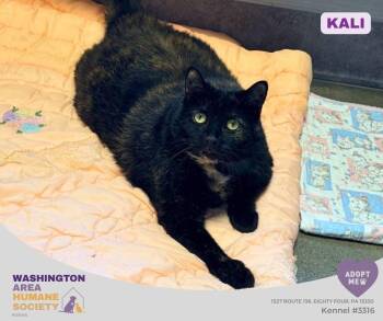 Kali -  Domestic Short Hair Cat for Adoption in Eighty Four, Pennsylvania - Kali | PetCurious