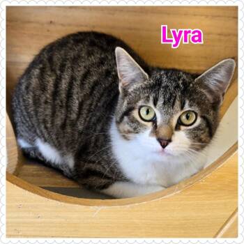 Domestic Short Hair Cats Available for Adoption in North Saint Paul, Minnesota - Lyra | PetCurious