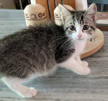 SASSAFRAS -  Domestic Short Hair Cat for Adoption in Colorado Springs, Colorado - SASSAFRAS | PetCurious