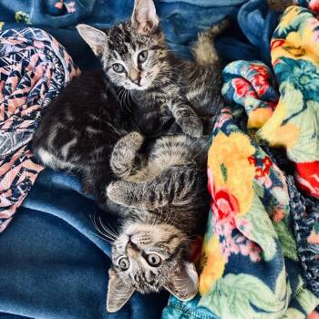 Rescue Domestic Short Hair Cats for Adoption in Evanston, Illinois - Werewolf And Vampire | PetCurious
