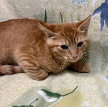 Rescue Domestic Short Hair Cats for Adoption in Payson, Arizona - Kyle | PetCurious