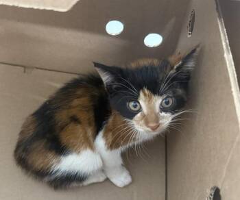 Dino -  Domestic Short Hair Cat for Adoption - Dino | PetCurious