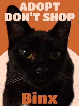 Rescue Bombay and Domestic Short Hair Cats for Adoption in Biloxi, Mississippi - Binx | PetCurious