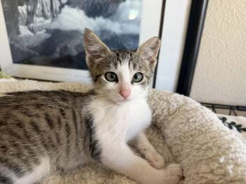 Xander -  Domestic Short Hair Cat for Adoption in Gilroy, California - Xander | PetCurious