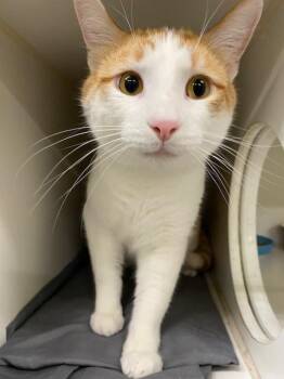 Domestic Short Hair Cats Available for Adoption in Indianapolis, Indiana - CALVIN | PetCurious
