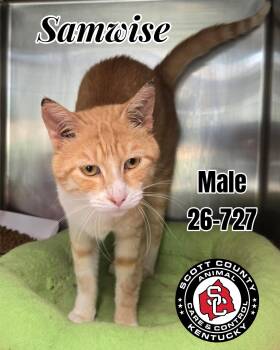 Samwise -  Domestic Short Hair Cat for Adoption in Georgetown, Kentucky - Samwise | PetCurious