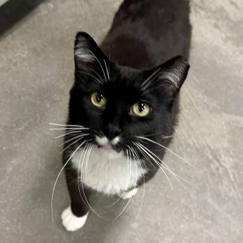 Rescue Domestic Medium Hair Cats for Adoption in Pueblo, Colorado - Boots | PetCurious