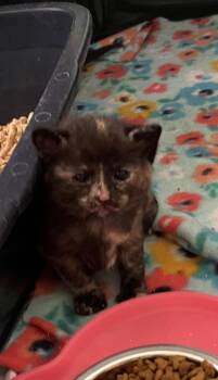 Patchy -  Domestic Short Hair Cat Available for Adoption in Virginia Beach, Virginia - Patchy | PetCurious