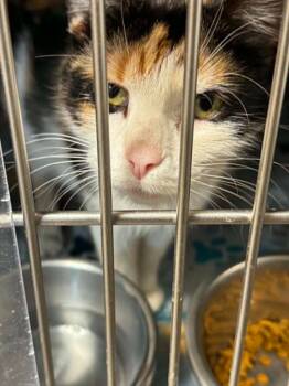 Stelline -  Domestic Short Hair Cat for Adoption in Boone, Iowa - Stelline | PetCurious