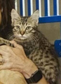 Rescue Domestic Long Hair Cats for Adoption in Fayetteville, Tennessee - Moe | PetCurious