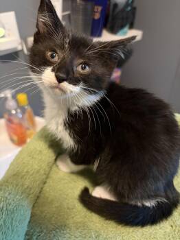 Lucy -  Domestic Short Hair Cat for Adoption in Rootstown, Ohio - Lucy | PetCurious