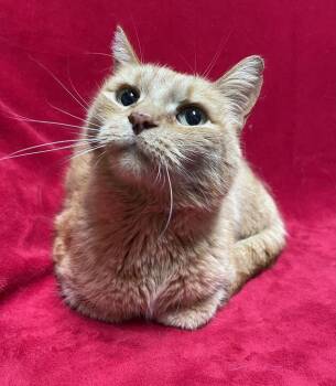 Buttercup -  Domestic Short Hair Cat for Adoption in Jackson, Michigan - Buttercup | PetCurious