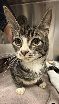 NOLA -  Domestic Short Hair Cat for Adoption in Minneapolis, Minnesota - NOLA | PetCurious