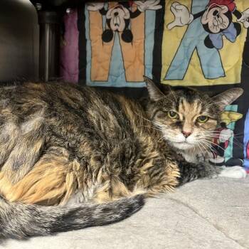 Domestic Long Hair Cats Available for Adoption - Silkie | PetCurious