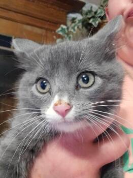 Imogen -  Domestic Short Hair Cat for Adoption in Hinckley, Illinois - Imogen | PetCurious