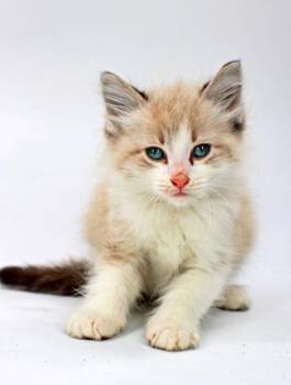 Charm -  Domestic Medium Hair and Domestic Short Hair Cat for Adoption in Morton Grove, Illinois - Charm | PetCurious
