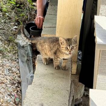 Bitsy -  Domestic Short Hair Cat for Adoption in Union, Missouri - Bitsy | PetCurious