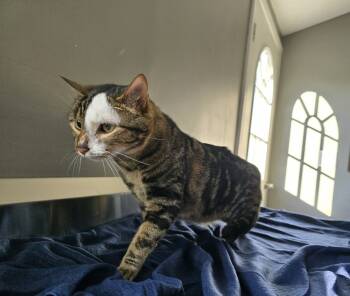 Rescue Domestic Short Hair Cats for Adoption in Dickson, Tennessee - Nia | PetCurious