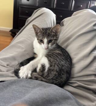 Franny - KITTEN -  Domestic Short Hair Cat for Adoption in Harrison, New York - Franny - KITTEN | PetCurious