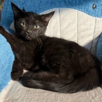 Vivian Paris -  Domestic Short Hair Cat for Adoption in Eagle Mountain, Utah - Vivian Paris | PetCurious