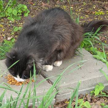 Domestic Long Hair Cats Available for Adoption in Ringtown, Pennsylvania - Sylvester - Barn Cat | PetCurious