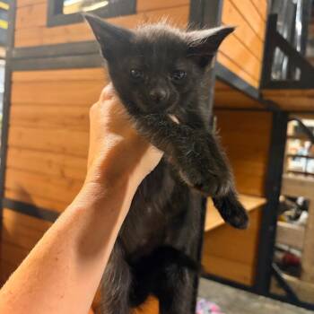 Tony -  Domestic Short Hair Cat for Adoption in Kansas City, Missouri - Tony | PetCurious