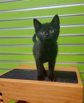 EVANDER -  Domestic Short Hair Cat Available for Adoption in St. Peters, Missouri - EVANDER | PetCurious