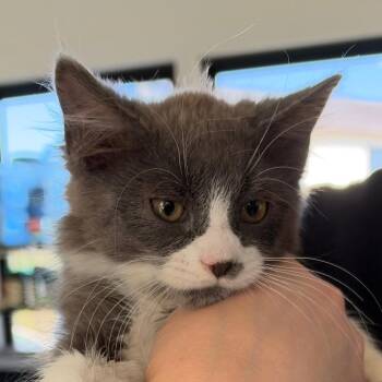Beech -  Domestic Long Hair Cat for Adoption in Chapel Hill, North Carolina - Beech | PetCurious