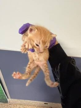 JENNI -  Domestic Short Hair Cat for Adoption in Doral, Florida - JENNI | PetCurious