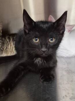 Flamenco -  Domestic Short Hair Cat for Adoption in Christiansburg, Virginia - Flamenco | PetCurious
