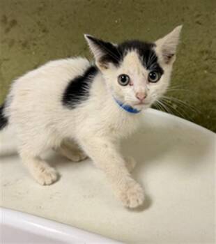 PUDDLE -  Domestic Short Hair Cat for Adoption in Riverside, California - PUDDLE | PetCurious