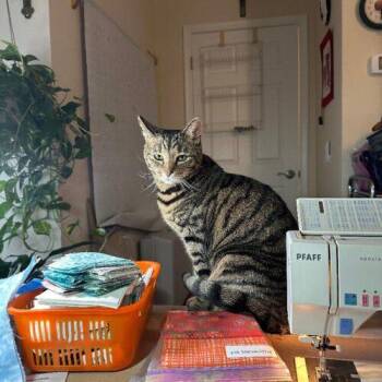 Lucky -  Domestic Short Hair and Tabby Cat for Adoption in Gaithersburg, Maryland - Lucky | PetCurious