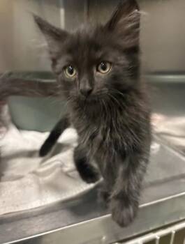 Nike -  Domestic Long Hair Cat for Adoption in Charleston, South Carolina - Nike | PetCurious
