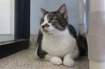 Sleet -  Domestic Short Hair Cat for Adoption in Chestertown, Maryland - Sleet | PetCurious