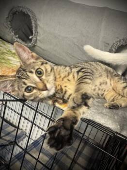 Belle -  Domestic Short Hair Cat for Adoption in Jackson, Georgia - Belle | PetCurious