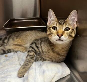 Oven Mitt -  Domestic Short Hair Cat for Adoption in Logan, Utah - Oven Mitt | PetCurious
