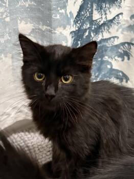 Ping -  Domestic Medium Hair Cat for Adoption in Chattanooga, Tennessee - Ping | PetCurious