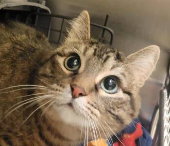 Domestic Short Hair Cats Available for Adoption - ARCANE | PetCurious