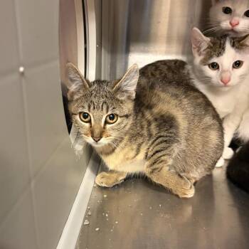 Darla -  Domestic Short Hair Cat for Adoption in Council Bluffs, Iowa - Darla | PetCurious