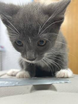 Salt -  Domestic Short Hair Cat for Adoption in Hartsville, South Carolina - Salt | PetCurious