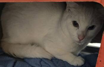 2026-90 Calvin -  Domestic Short Hair Cat for Adoption in Windsor, Connecticut - 2026-90 Calvin | PetCurious