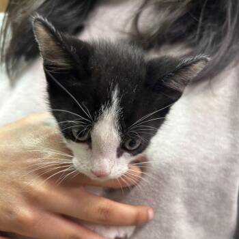 Domestic Short Hair Cats Available for Adoption in Leander, Texas - Harold | PetCurious