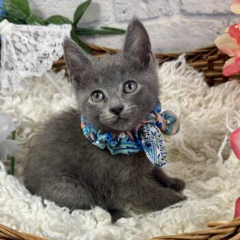 Domestic Short Hair Cats Available for Adoption in Harrisonburg, Virginia - Hoover | PetCurious