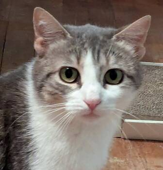 Domestic Medium Hair and Tabby Cats Available for Adoption in Harrisburg, Pennsylvania - Bella Mia | PetCurious