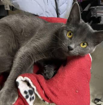 Rescue Domestic Short Hair Cats for Adoption in Westland, Michigan - Charlie Girl | PetCurious