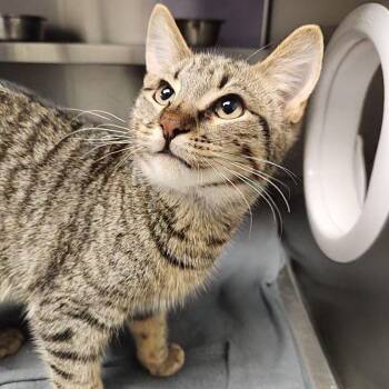 Peru -  Domestic Short Hair Cat for Adoption in Liberty, Missouri - Peru | PetCurious