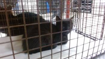ALEXADRITE -  Domestic Short Hair Cat for Adoption in Doral, Florida - ALEXADRITE | PetCurious
