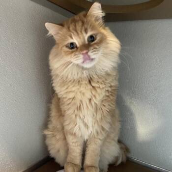 Eddie -  Domestic Long Hair Cat for Adoption in Chattanooga, Tennessee - Eddie | PetCurious