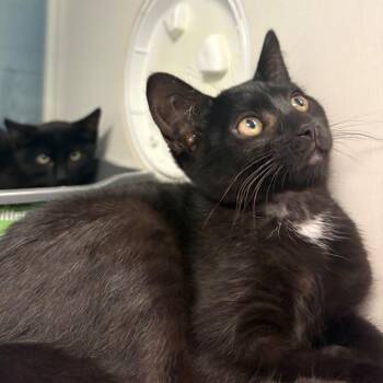 Shine -  Domestic Short Hair Cat for Adoption in East Hanover, New Jersey - Shine | PetCurious