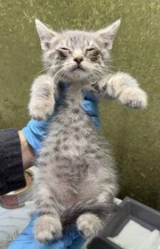 GLINDA -  Domestic Short Hair Cat for Adoption in Riverside, California - GLINDA | PetCurious